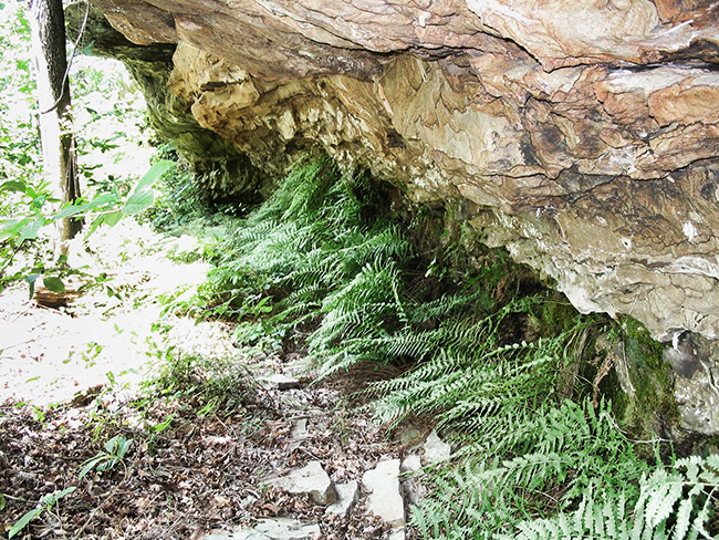 Green plants growing under rock wall
