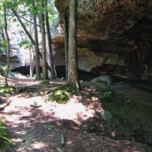 Trees growing at cave entrance
