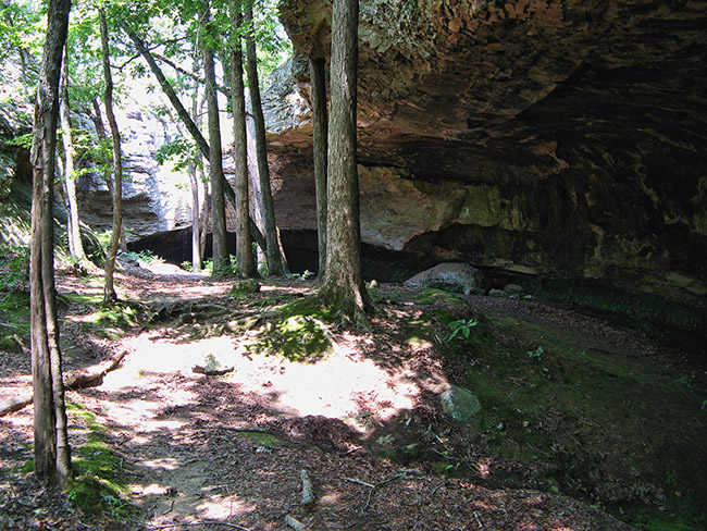 Trees growing at cave entrance