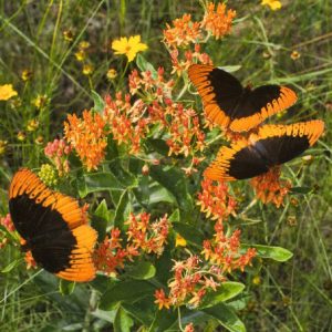 three butterflies that are dark brown with yellow along the edges of their wings are perched upon some orange flowers