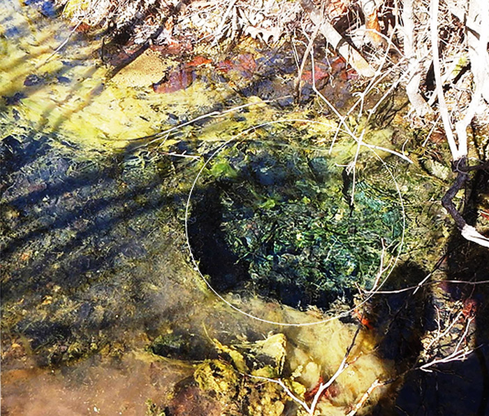 Close-up of natural spring in forested area
