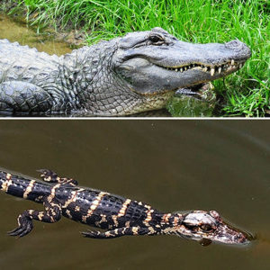 Large adult alligator in water above baby alligator swimming