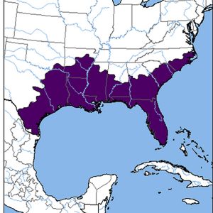 Map of the United States with much of the Southeastern states in purple