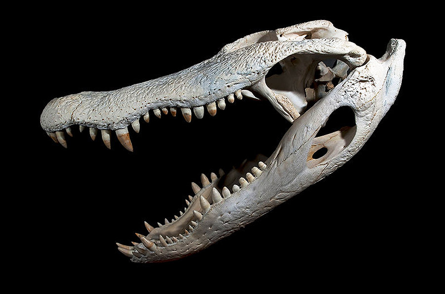 Alligator skull on black background