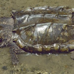 Alligator snapping turtle in water