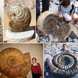 Ammonite fossil examples with corresponding letters