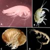 Types of amphipod with corresponding letters for each