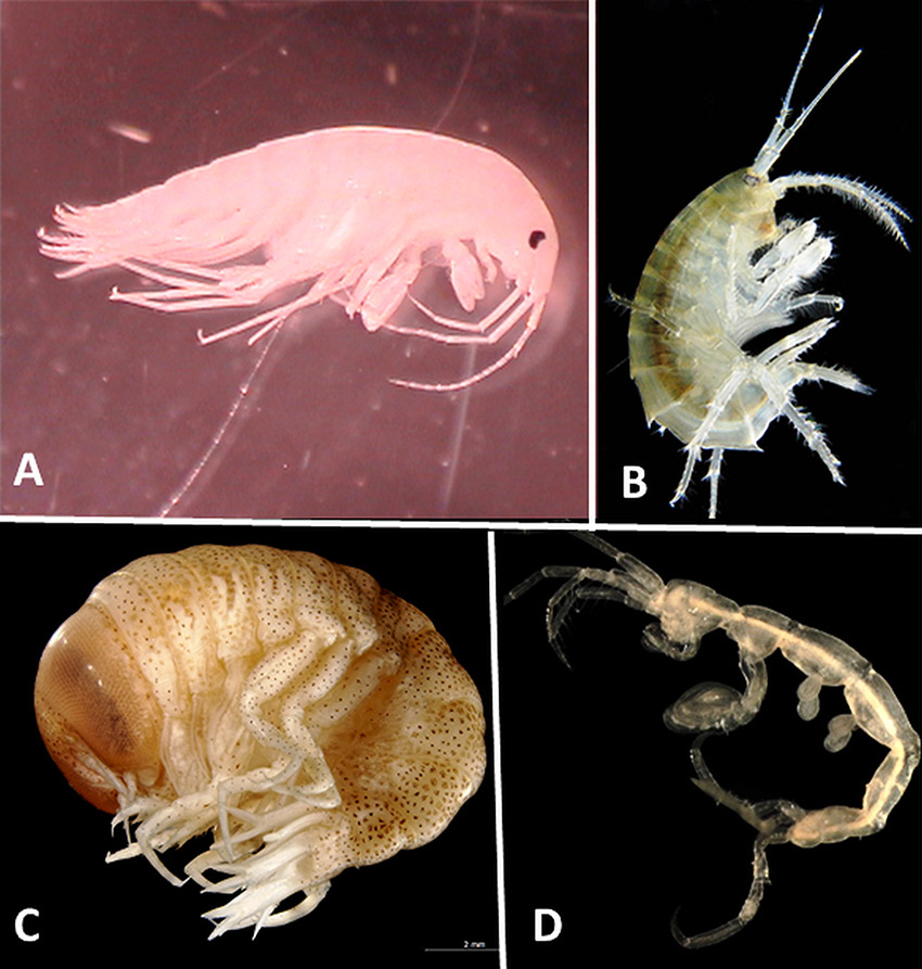 Types of amphipod with corresponding letters for each