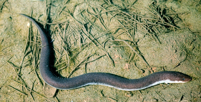 Three-toed Amphiuma (snake like amphibian) sliding across dirt and pine needled surface