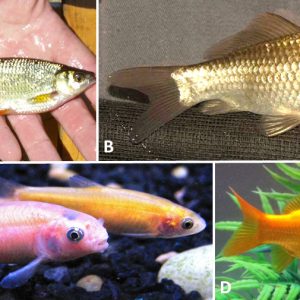 Types of small fish with corresponding letters
