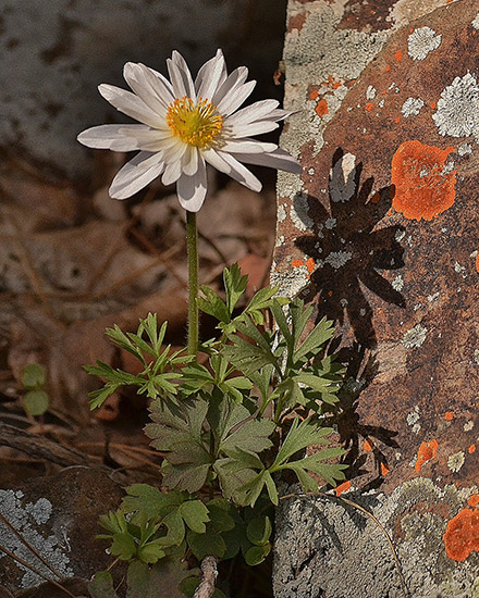 Flower with white petals and green leaves growing by stone wall