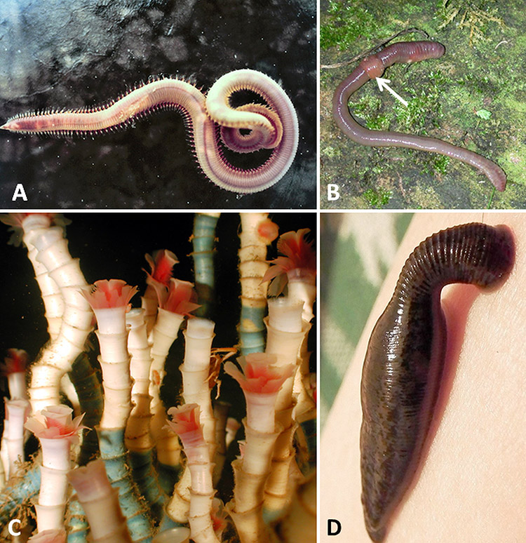 Examples of worms with corresponding letters