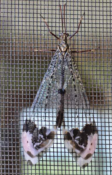 Flying insect on wire mesh