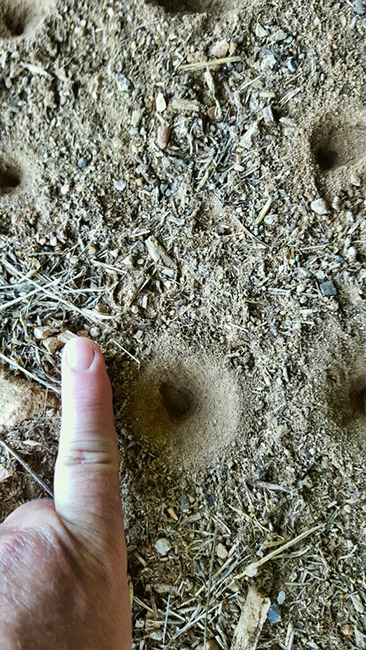 Small pits dug in dirt with human finger for scale comparison