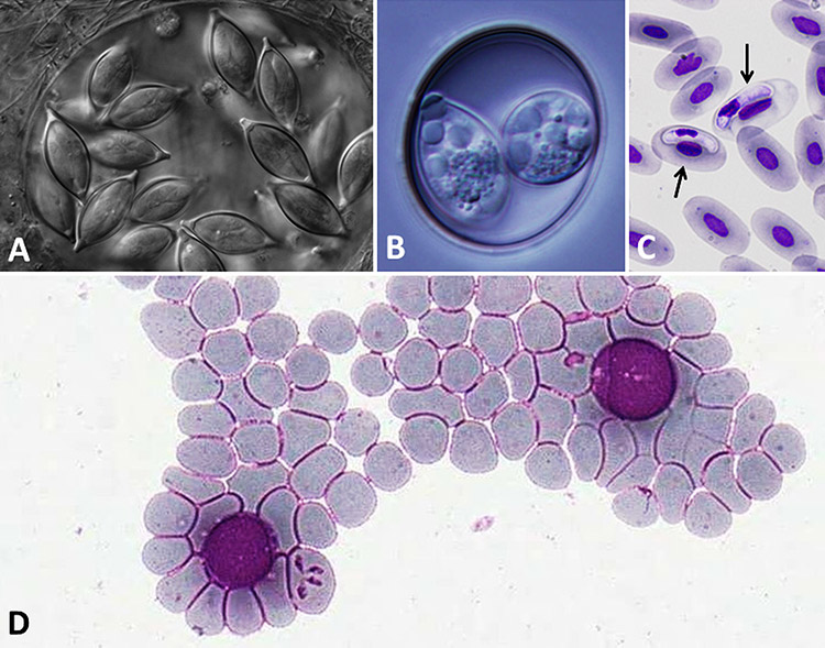 Apicomplexans under microscope with corresponding letters