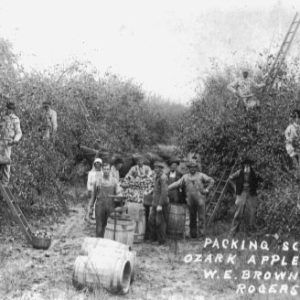 People picking "Ozark apples" on "W. E. Brown's Farm" in Rogers