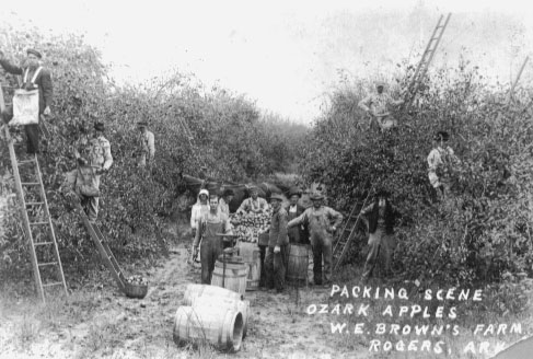 People picking "Ozark apples" on "W. E. Brown's Farm" in Rogers