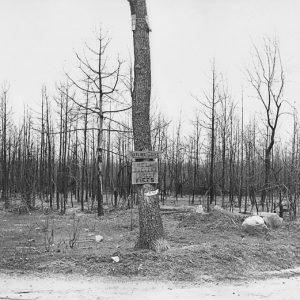 Desolate forest with bare trees with signs nailed to a tree