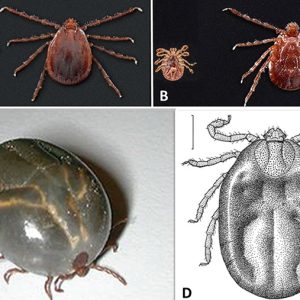 Types of tick with corresponding letters
