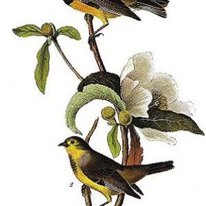Yellow breasted birds on tree branch with white flower on it