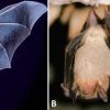 Types of bat with corresponding letters