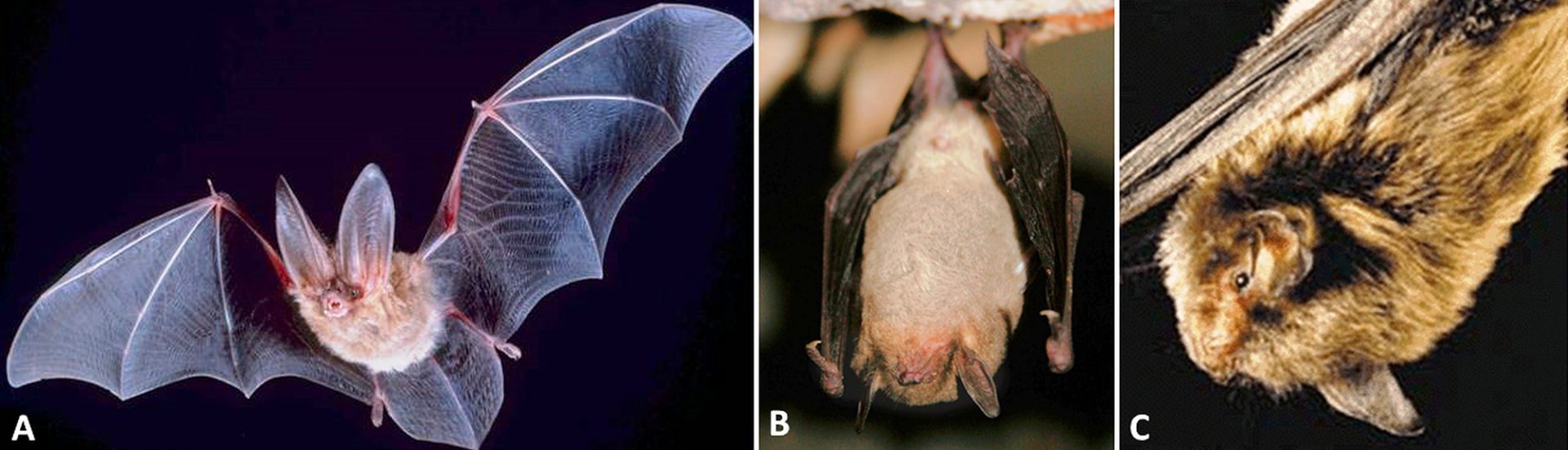 Types of bat with corresponding letters