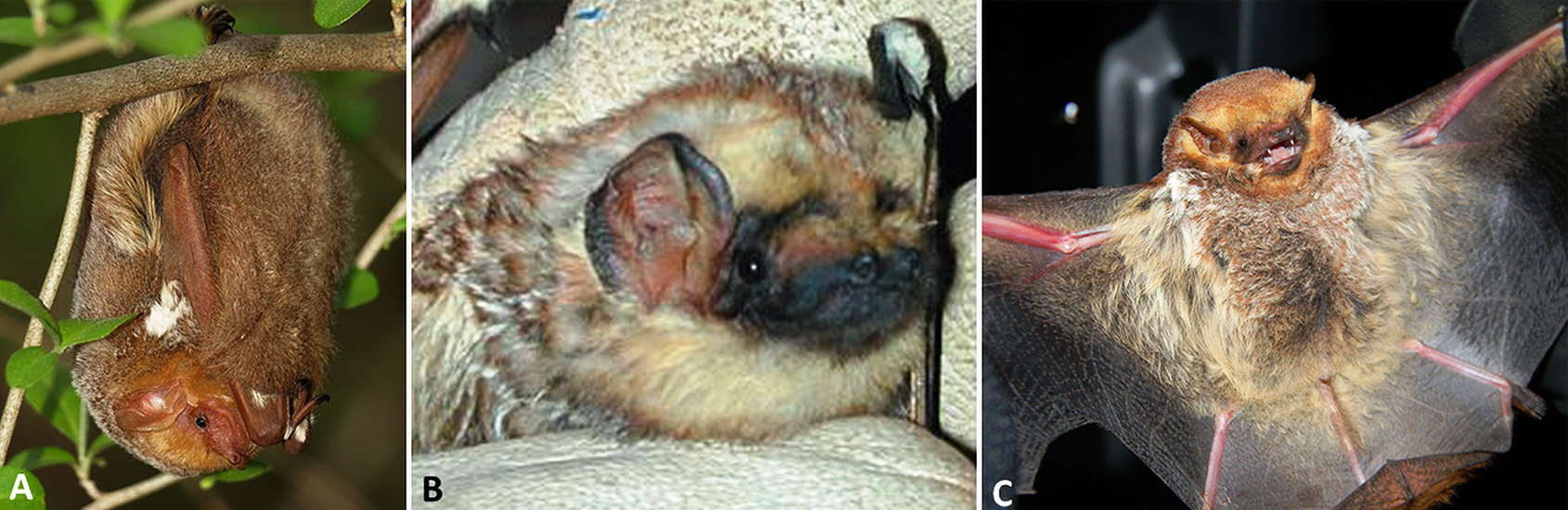 Different types of bat with corresponding letters