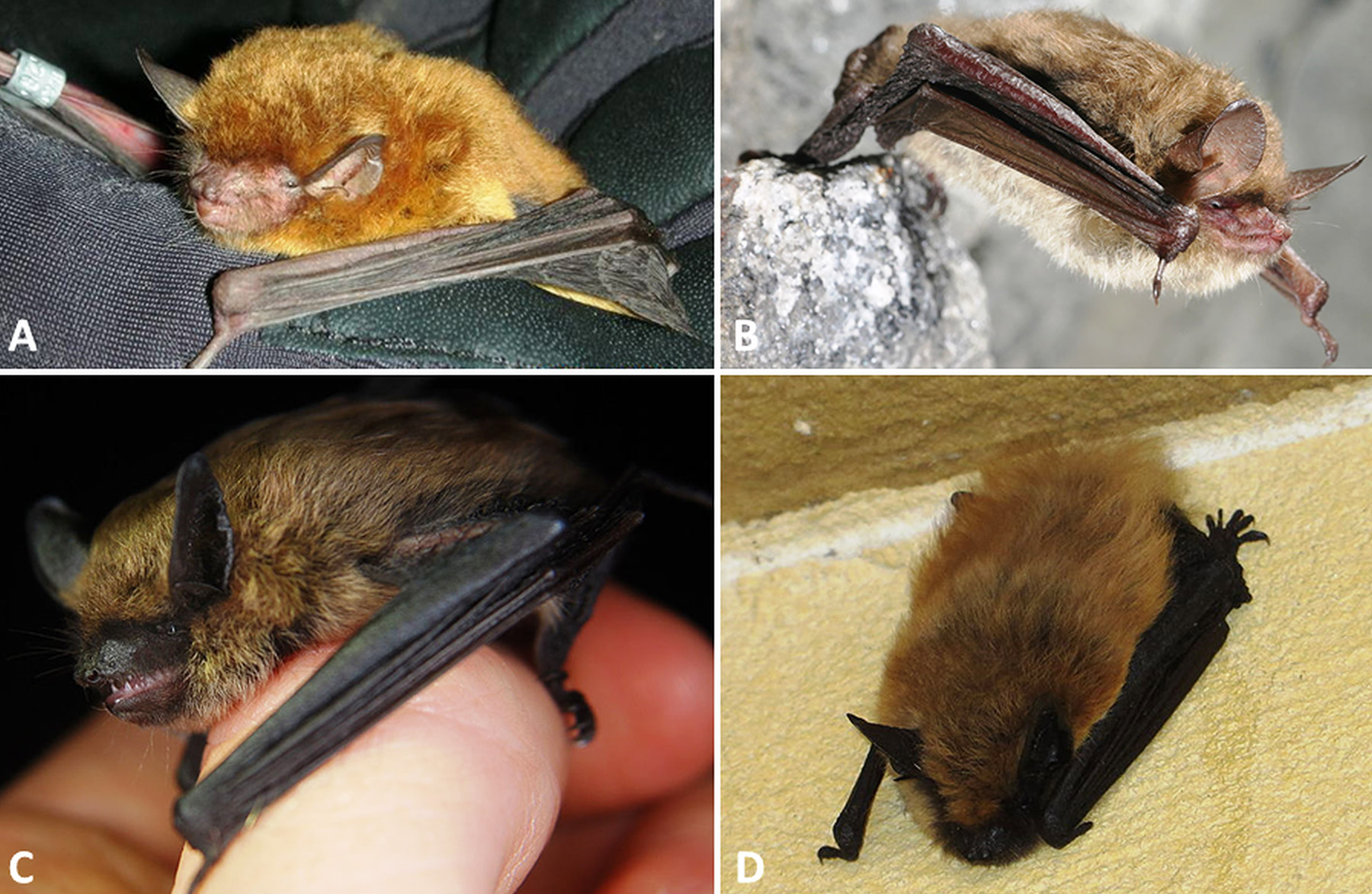Four types of bat with corresponding letters
