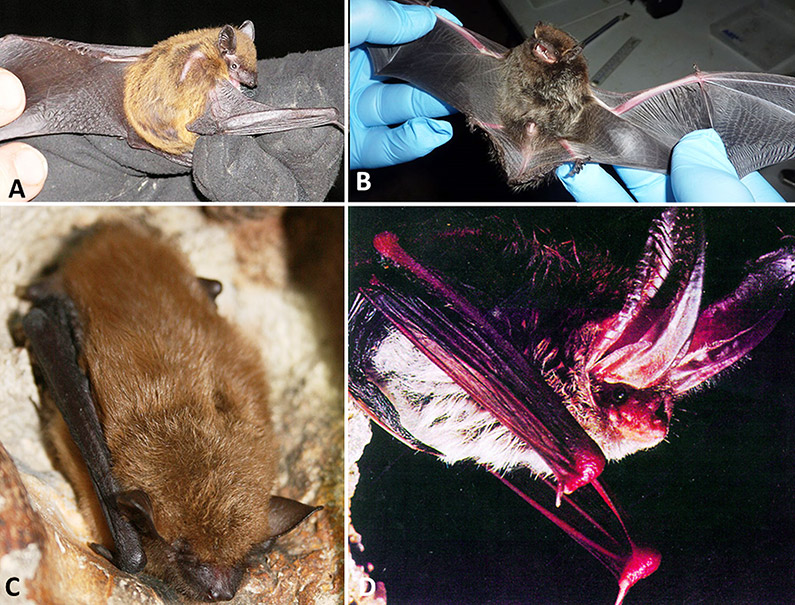 Four different types of bat with corresponding letters