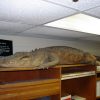 Stuffed alligator with sign on wooden shelf