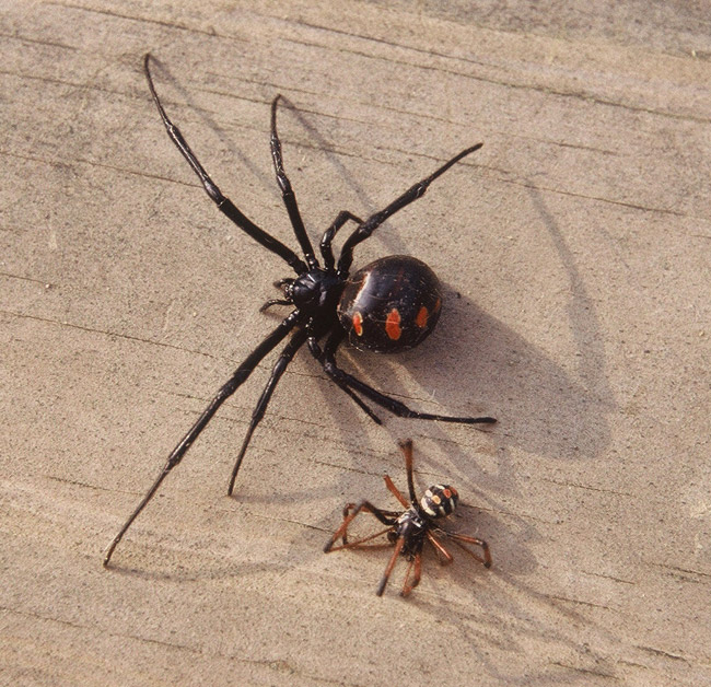 Large black spider with red spots and smaller striped spider