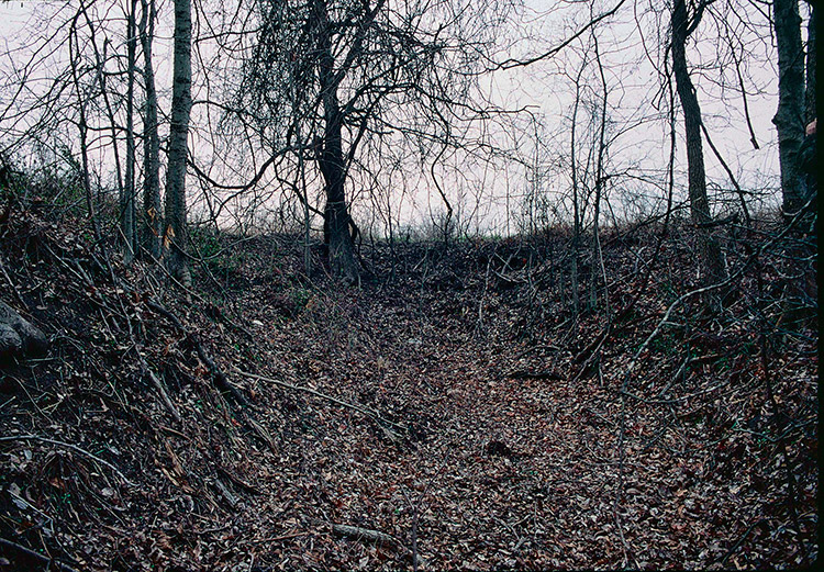 Tree covered hill side with bare trees and leaf covered roots