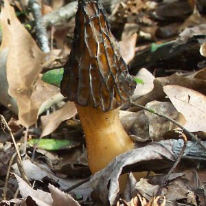 mushroom with bark textured cap on forest floor