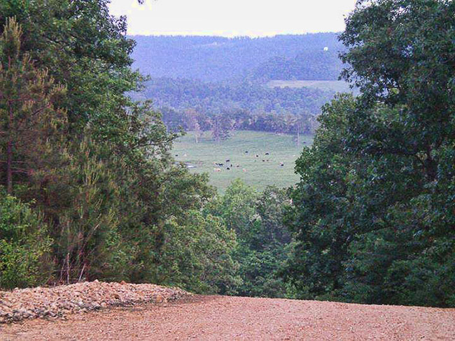 View of field and tree covered countryside with cows from dirt road on hill