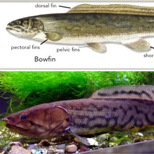 Body parts of a Bowfin fish with labels above a bowfin in water