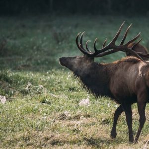 Bull Elk with large antlers on grass field