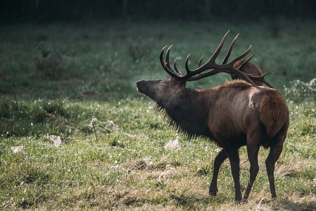 Bull Elk with large antlers on grass field