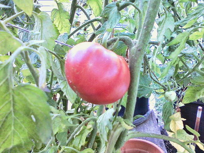 Ripe red tomato on green vines with leaves in pot