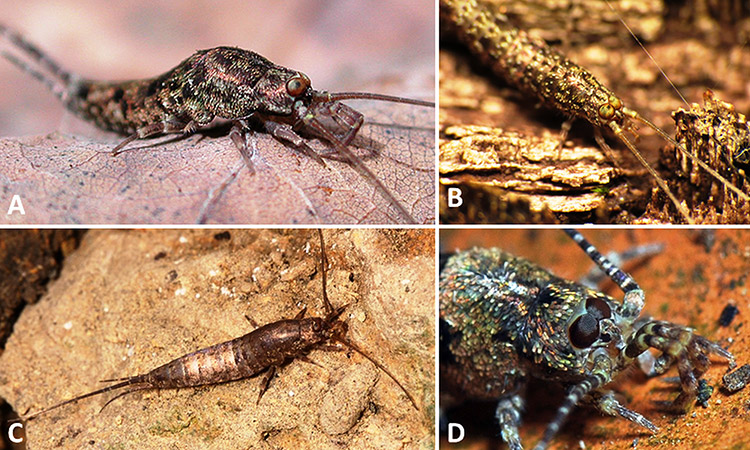 Bristletail examples with corresponding letters