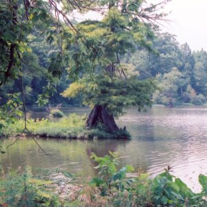 Lake with trees and foliage