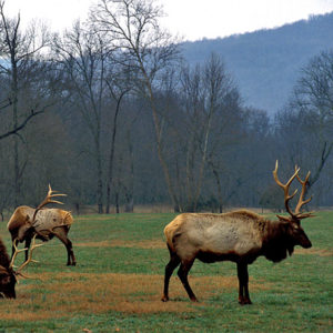 three adult male elk graze in field with trees and hills in background