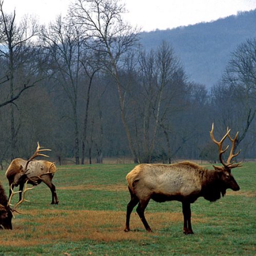 Buffalo River Elk Festival Encyclopedia of Arkansas