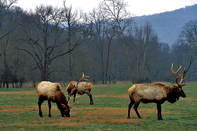 three adult male elk graze in field with trees and hills in background