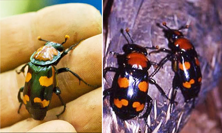 Black and orange insect on human hand and pair of insects