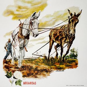 White farmer using white horse and brown horse to pull his plow in field