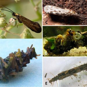 Different types of Caddisflies with corresponding letters