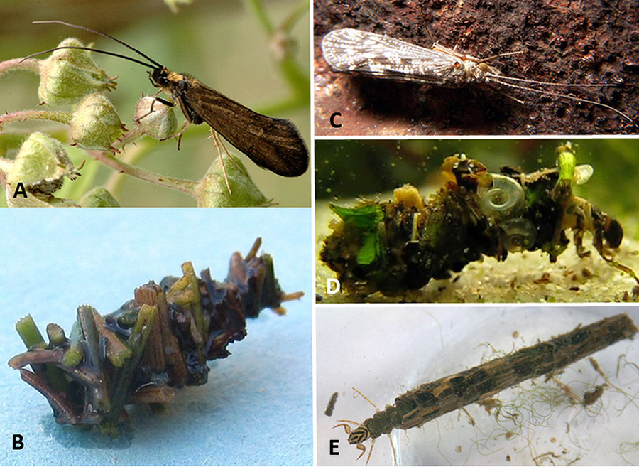 Different types of Caddisflies with corresponding letters