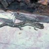 Spotted salamander at brick wall