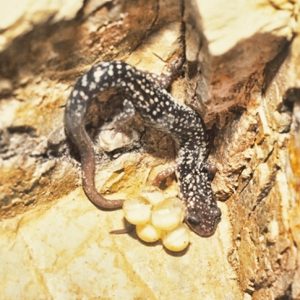 Spotted salamander with eggs in corner of enclosure