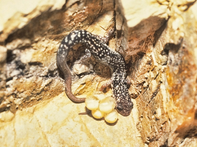 Spotted salamander with eggs in corner of enclosure